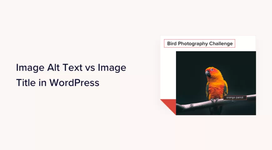 WordPress中的图像替代文本与图像标题–有什么区别？